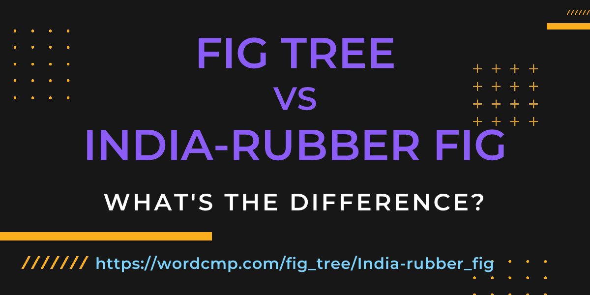 Difference between fig tree and India-rubber fig