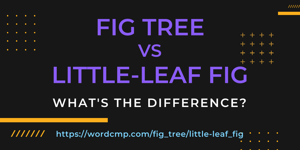 Difference between fig tree and little-leaf fig