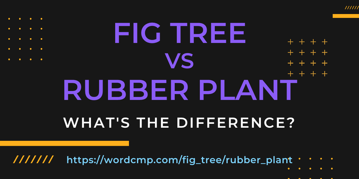 Difference between fig tree and rubber plant