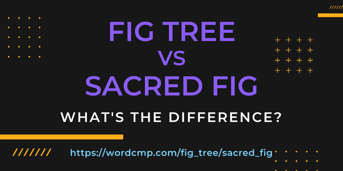 Difference between fig tree and sacred fig