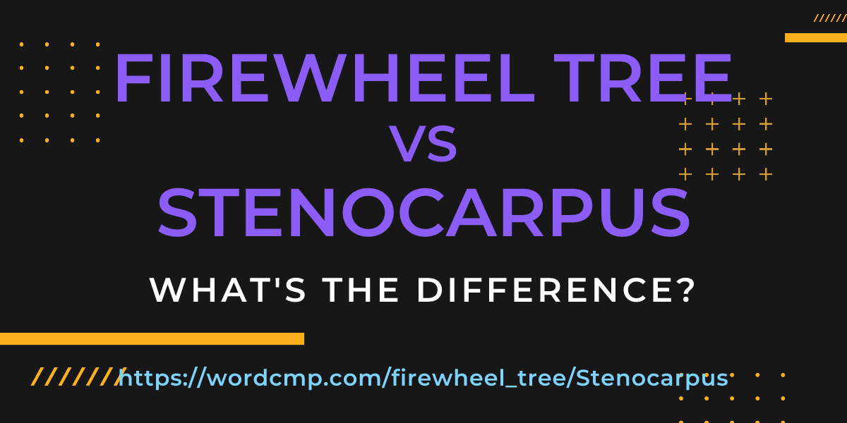 Difference between firewheel tree and Stenocarpus