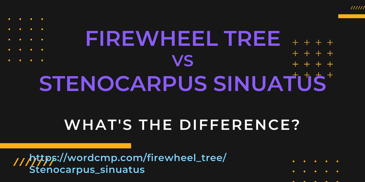 Difference between firewheel tree and Stenocarpus sinuatus