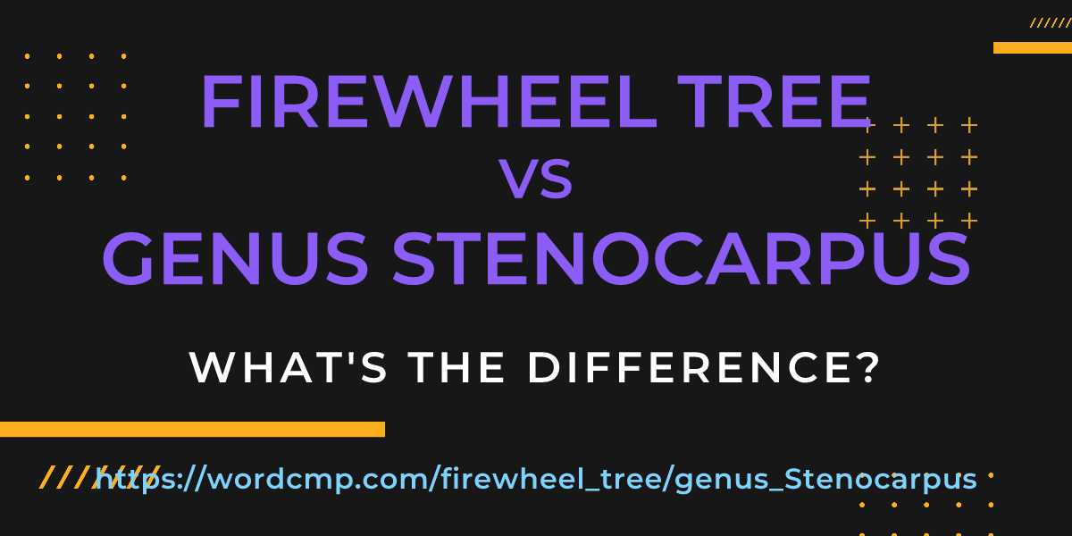 Difference between firewheel tree and genus Stenocarpus