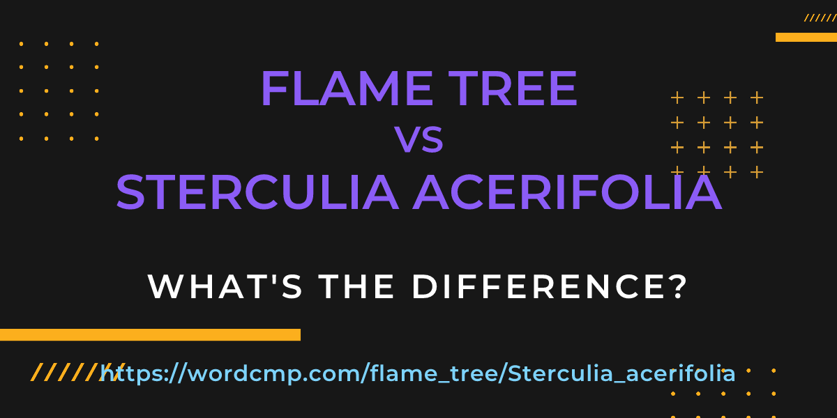 Difference between flame tree and Sterculia acerifolia