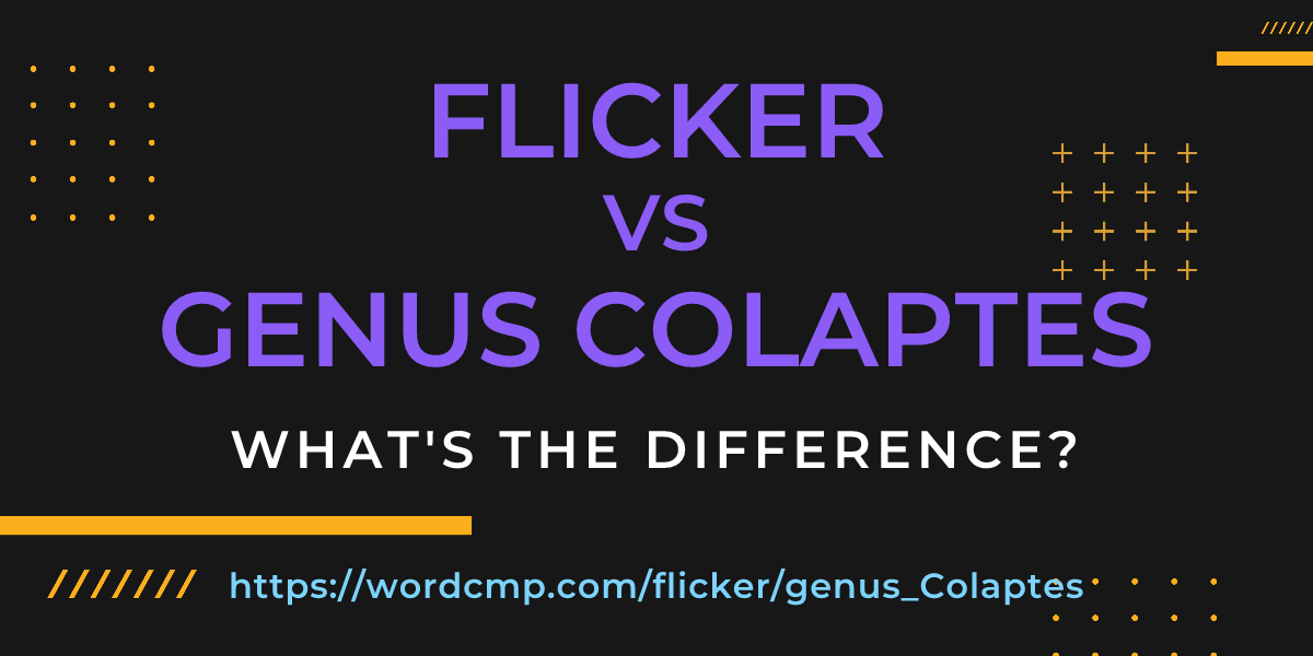 Difference between flicker and genus Colaptes