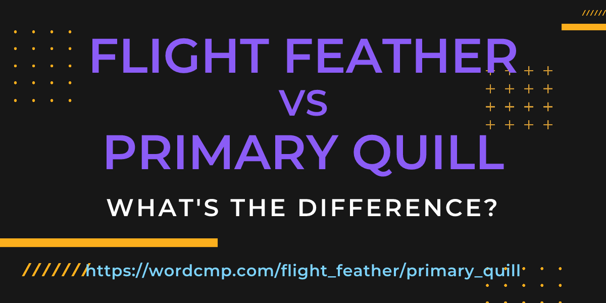 Difference between flight feather and primary quill