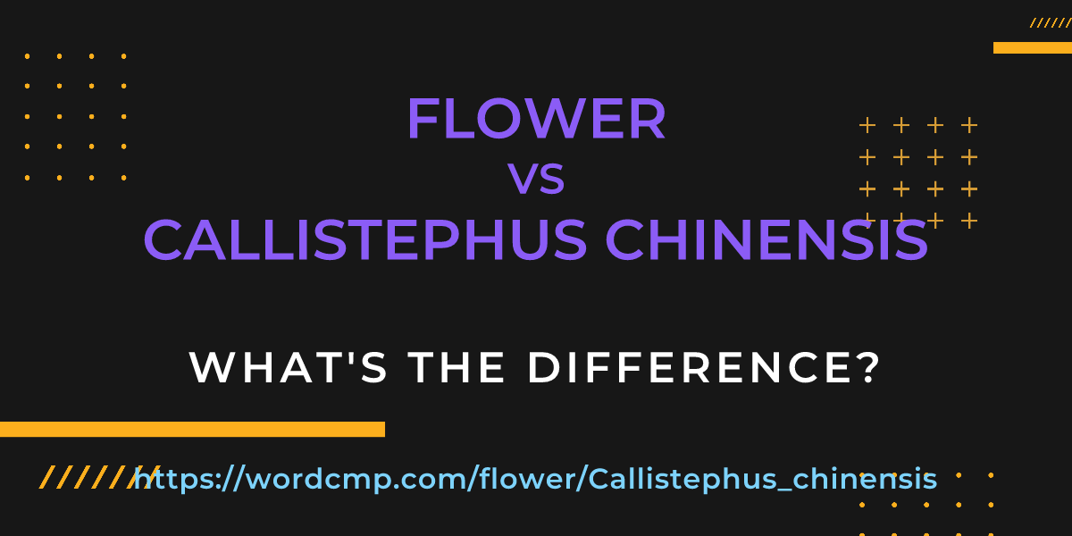 Difference between flower and Callistephus chinensis