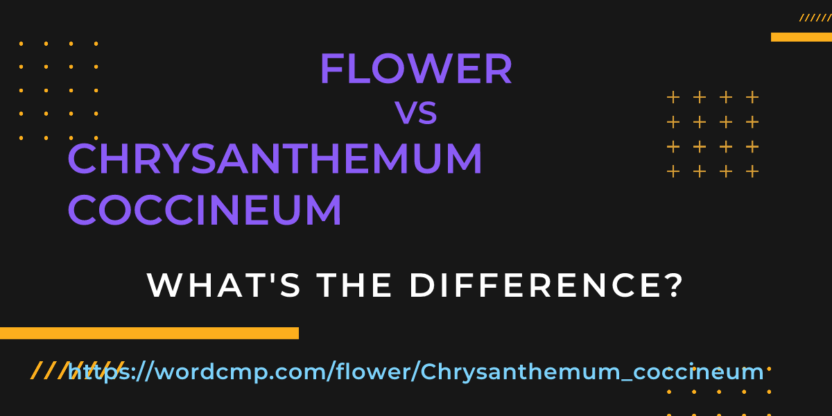 Difference between flower and Chrysanthemum coccineum