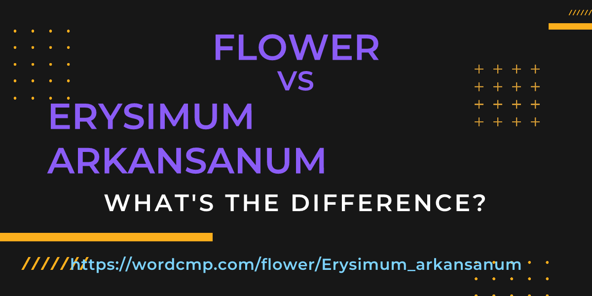 Difference between flower and Erysimum arkansanum