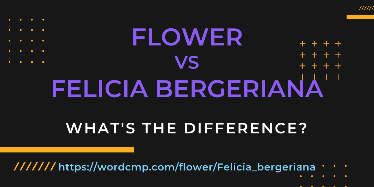 Difference between flower and Felicia bergeriana