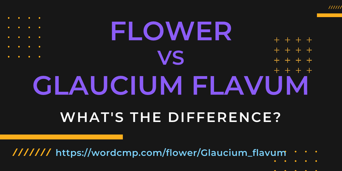 Difference between flower and Glaucium flavum
