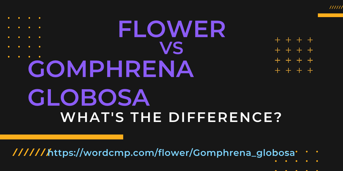 Difference between flower and Gomphrena globosa