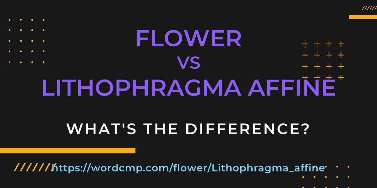 Difference between flower and Lithophragma affine