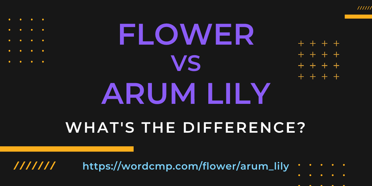 Difference between flower and arum lily