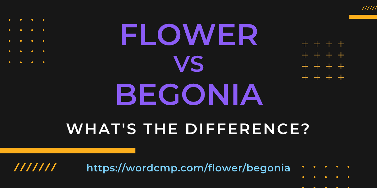 Difference between flower and begonia