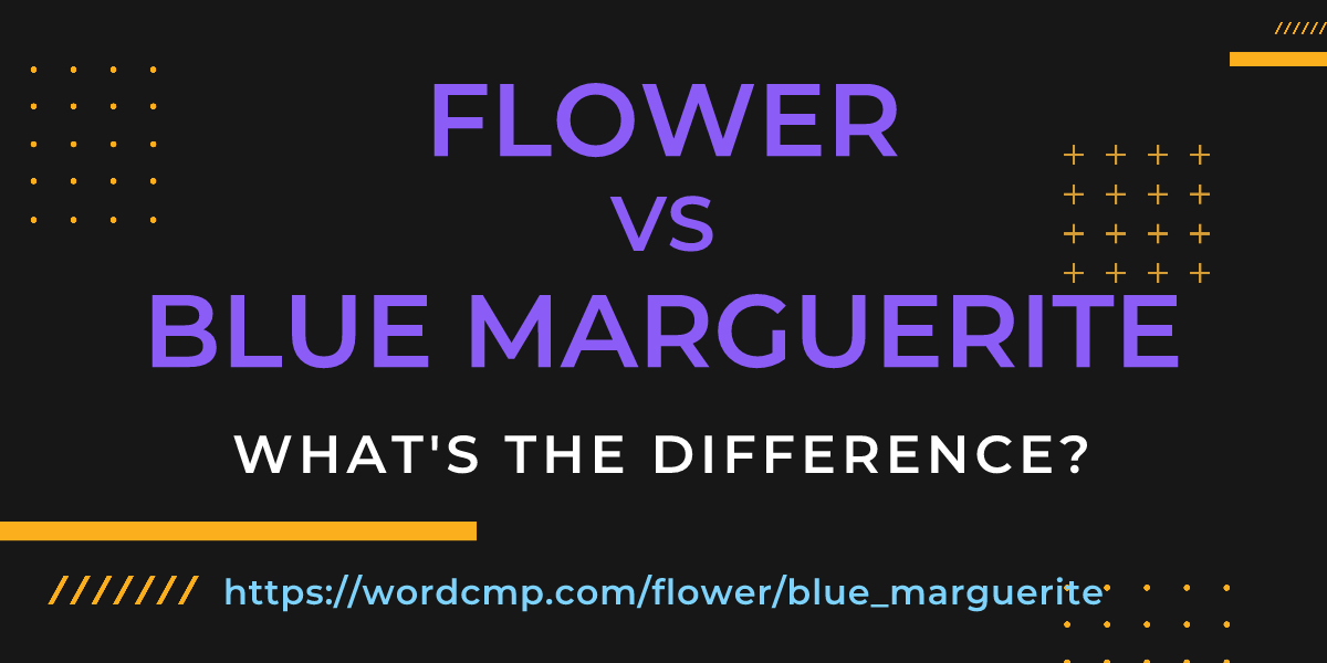 Difference between flower and blue marguerite