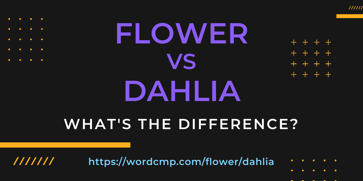 Difference between flower and dahlia
