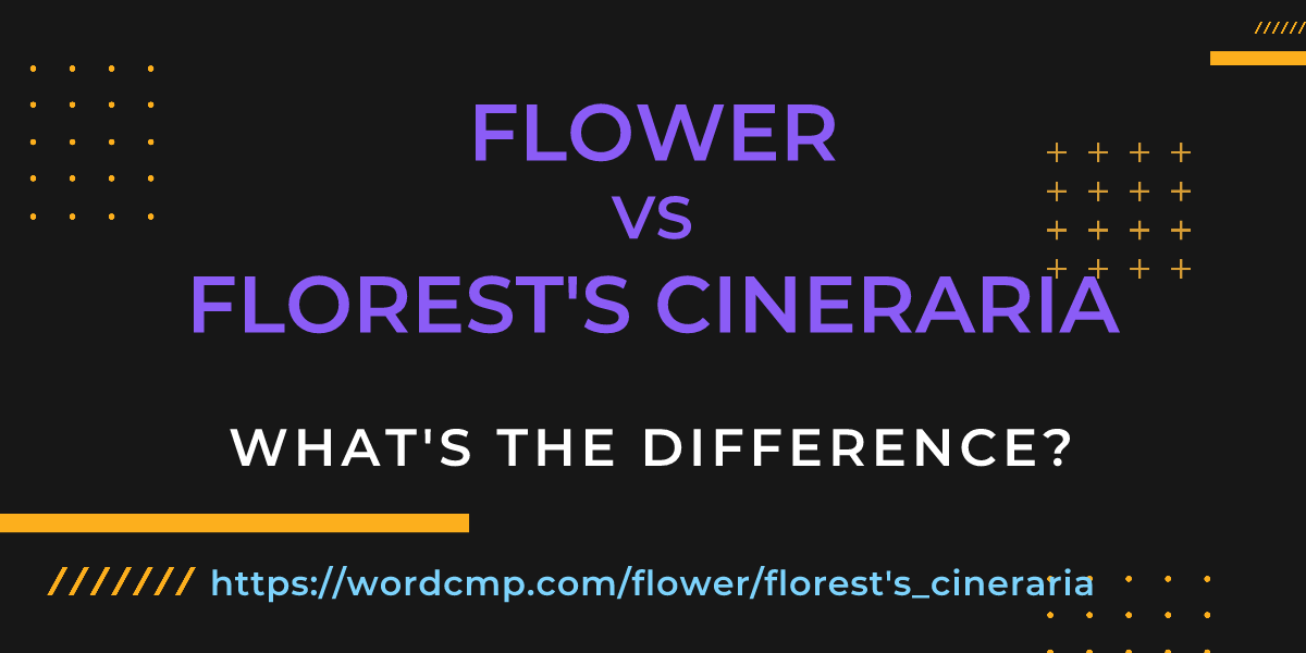 Difference between flower and florest's cineraria