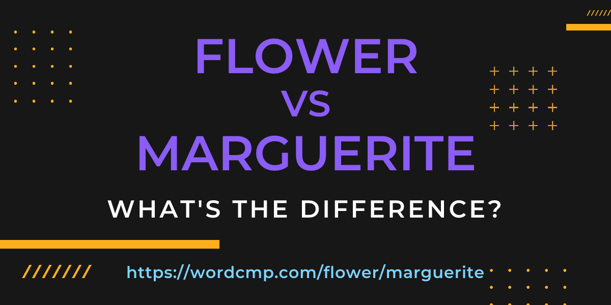 Difference between flower and marguerite