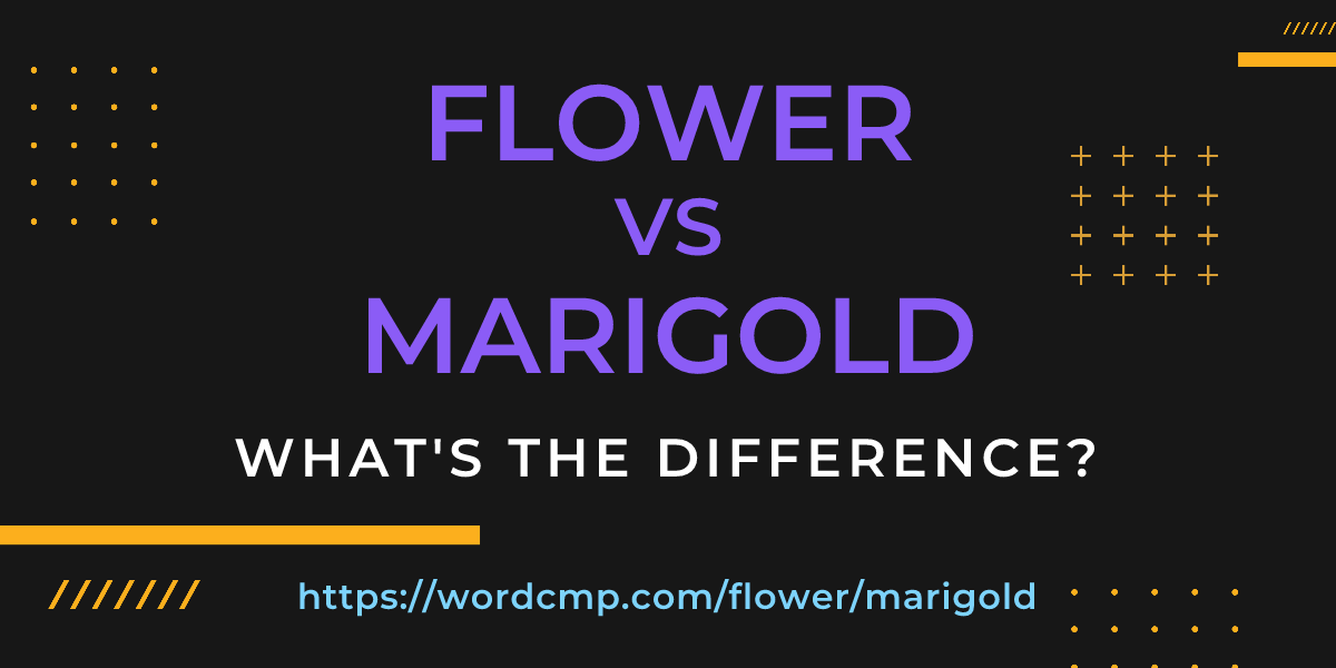 Difference between flower and marigold