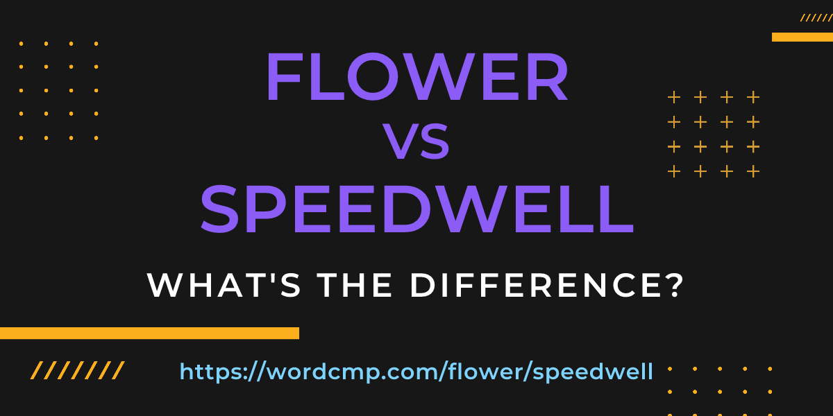 Difference between flower and speedwell