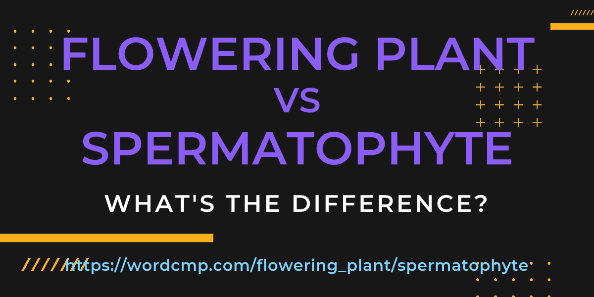 Difference between flowering plant and spermatophyte