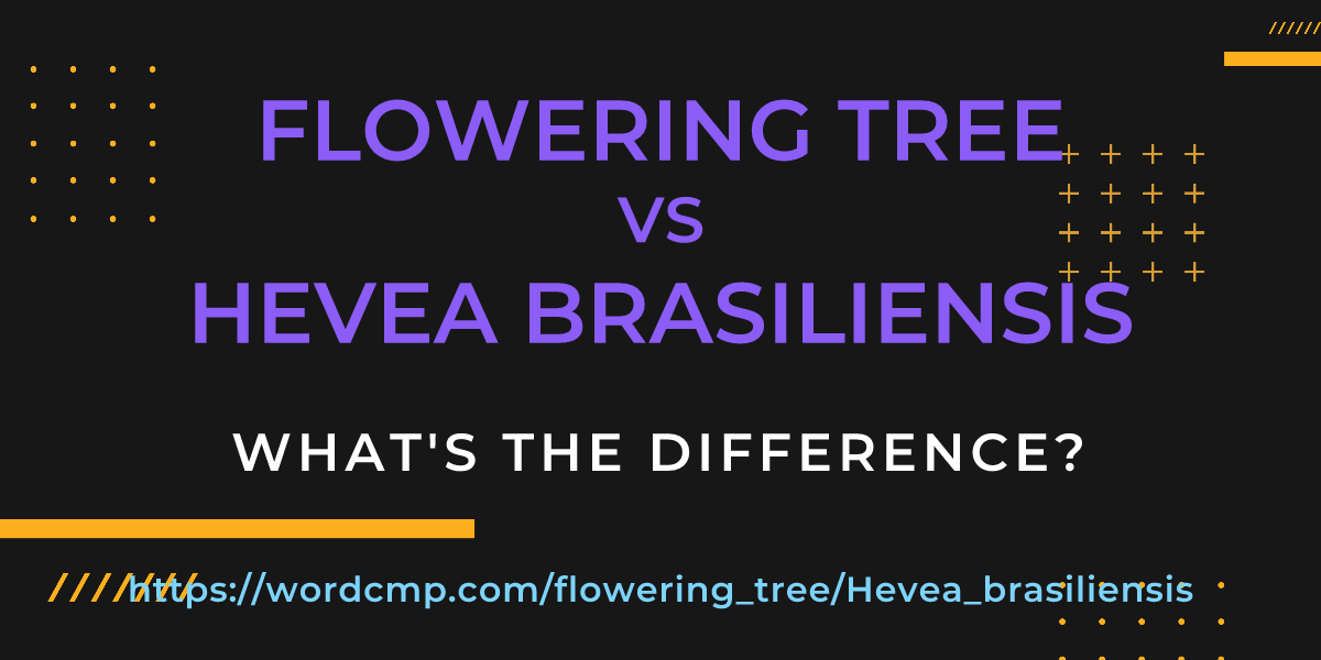 Difference between flowering tree and Hevea brasiliensis
