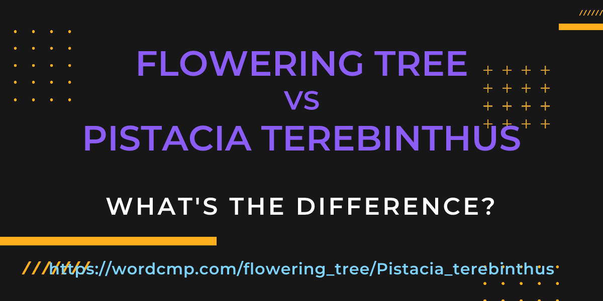 Difference between flowering tree and Pistacia terebinthus