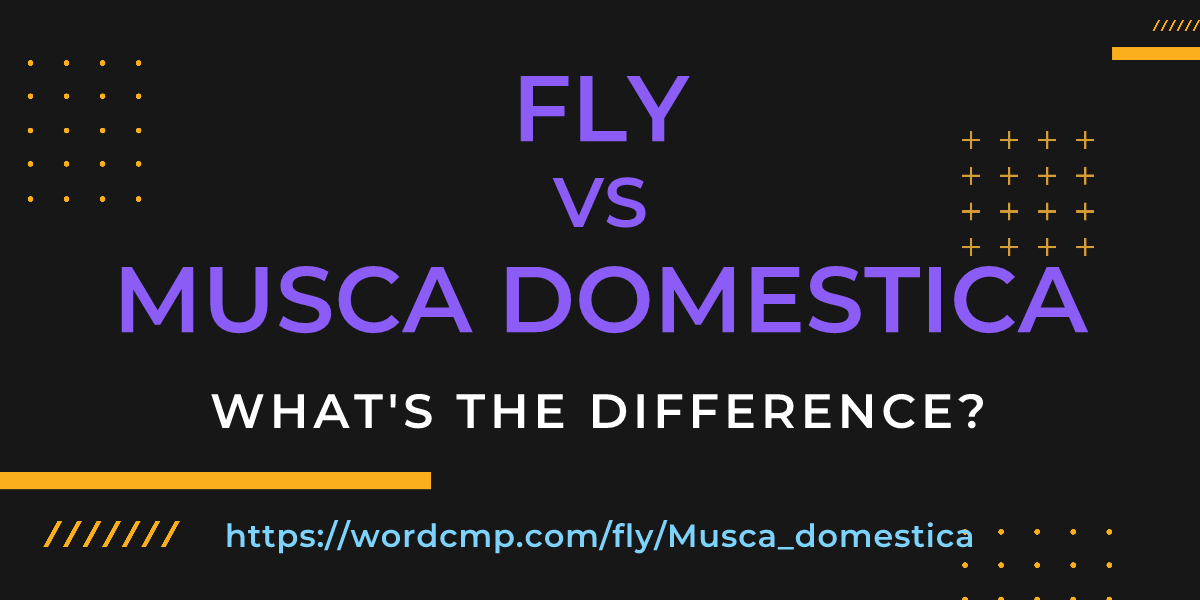 Difference between fly and Musca domestica