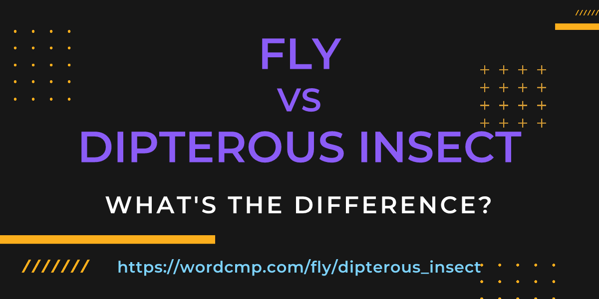 Difference between fly and dipterous insect