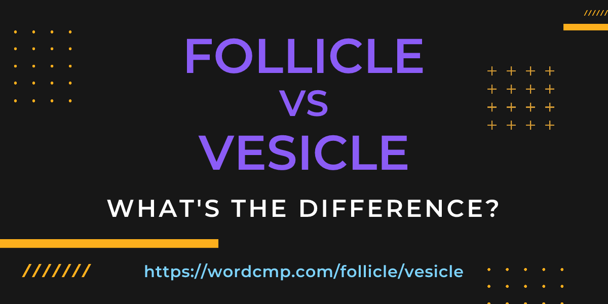 Difference between follicle and vesicle