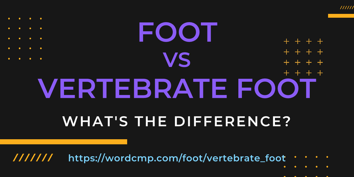 Difference between foot and vertebrate foot