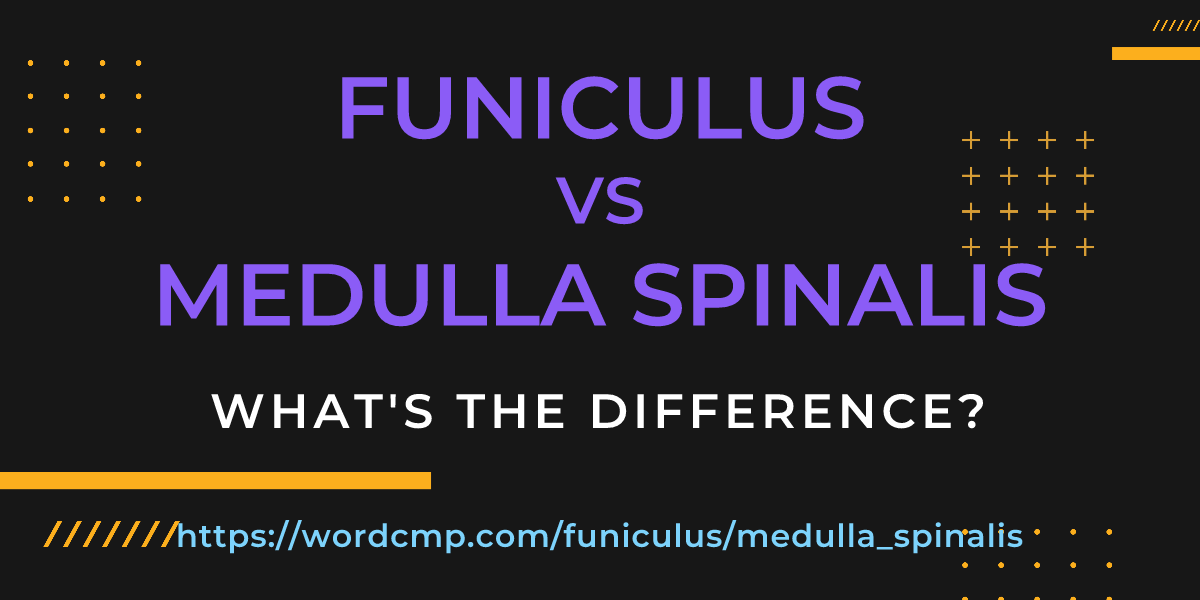 Difference between funiculus and medulla spinalis