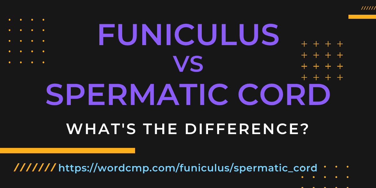 Difference between funiculus and spermatic cord