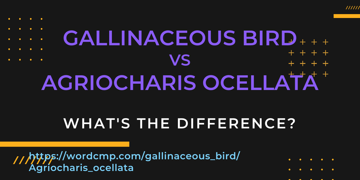 Difference between gallinaceous bird and Agriocharis ocellata