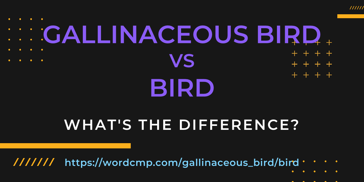 Difference between gallinaceous bird and bird