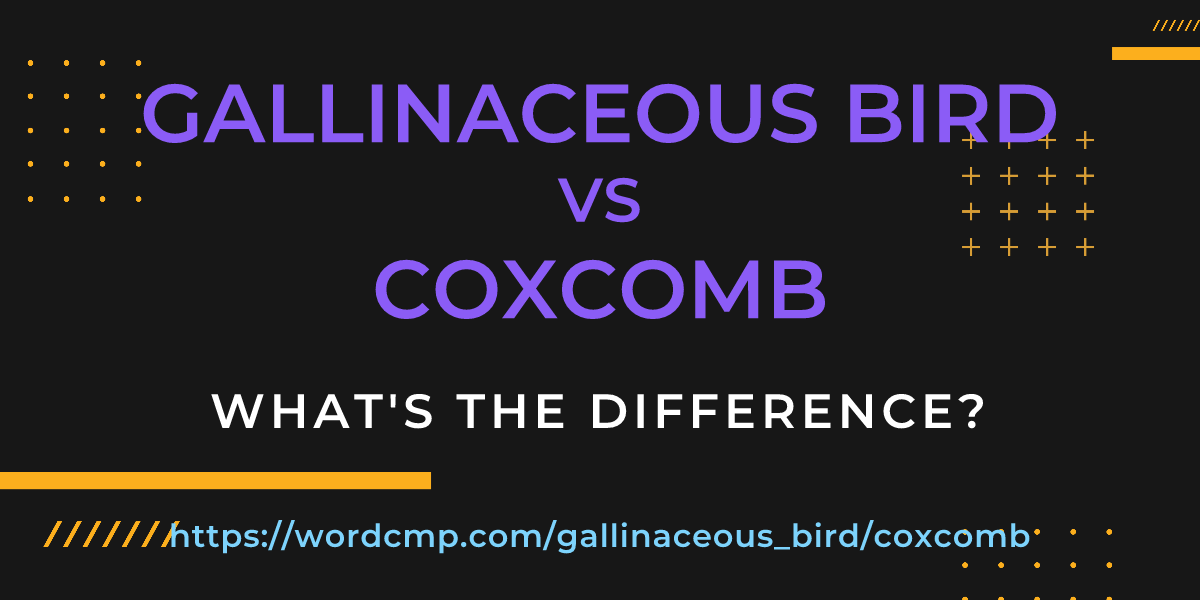 Difference between gallinaceous bird and coxcomb