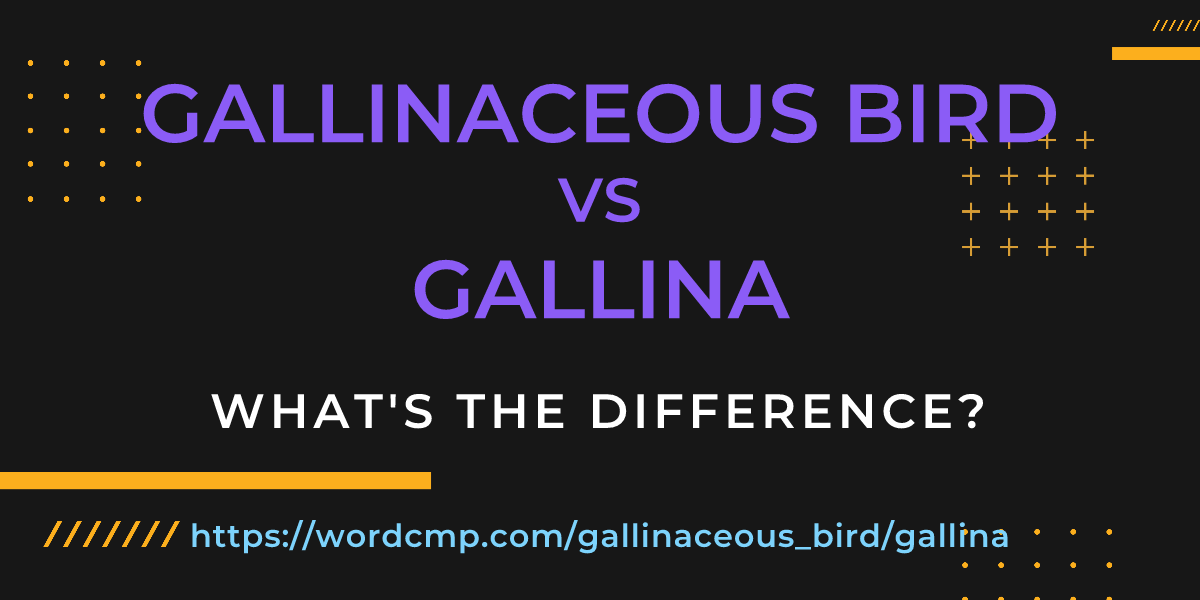 Difference between gallinaceous bird and gallina