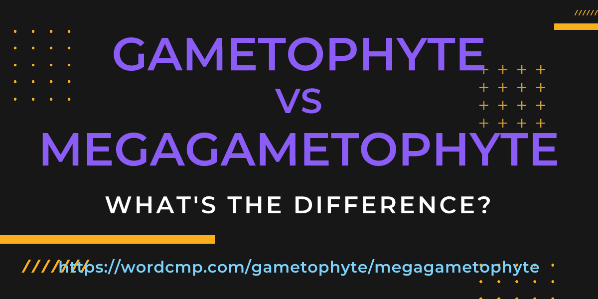 Difference between gametophyte and megagametophyte