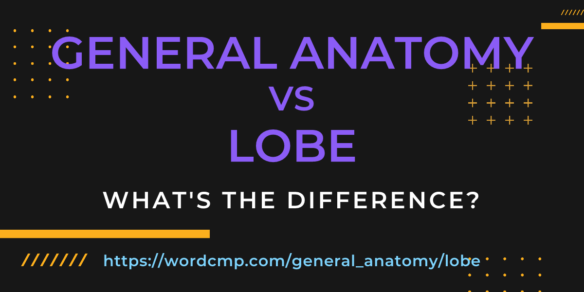 Difference between general anatomy and lobe