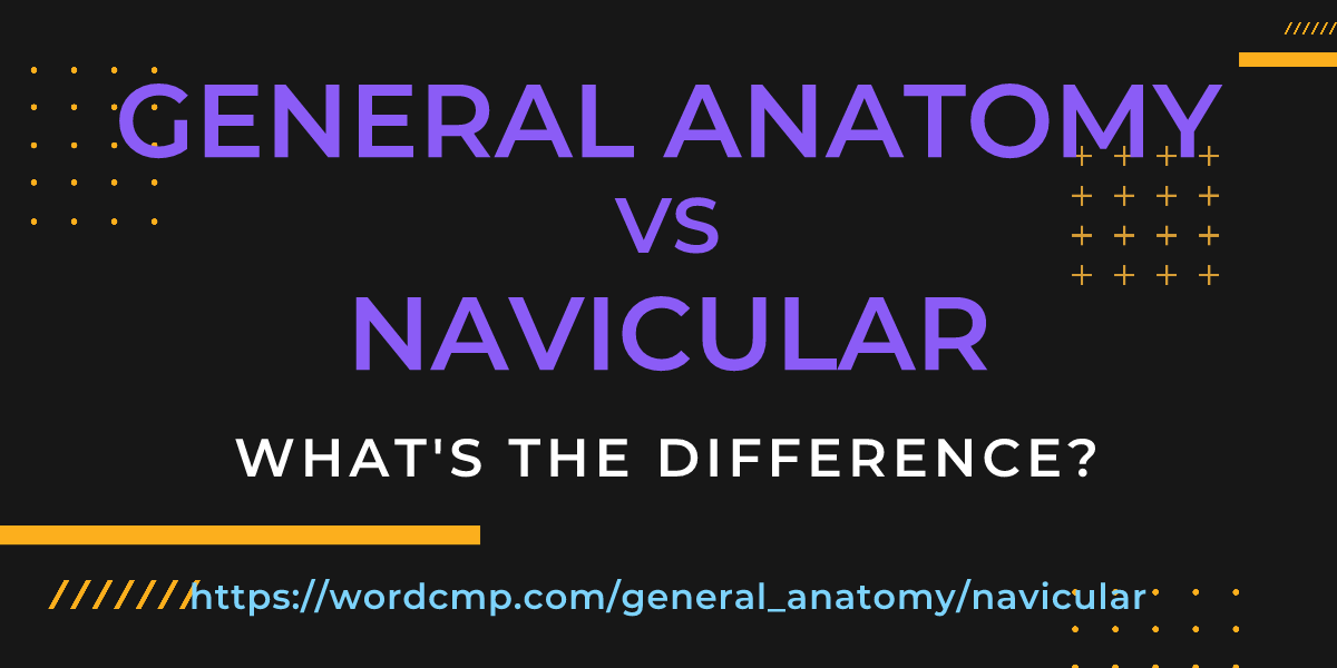 Difference between general anatomy and navicular