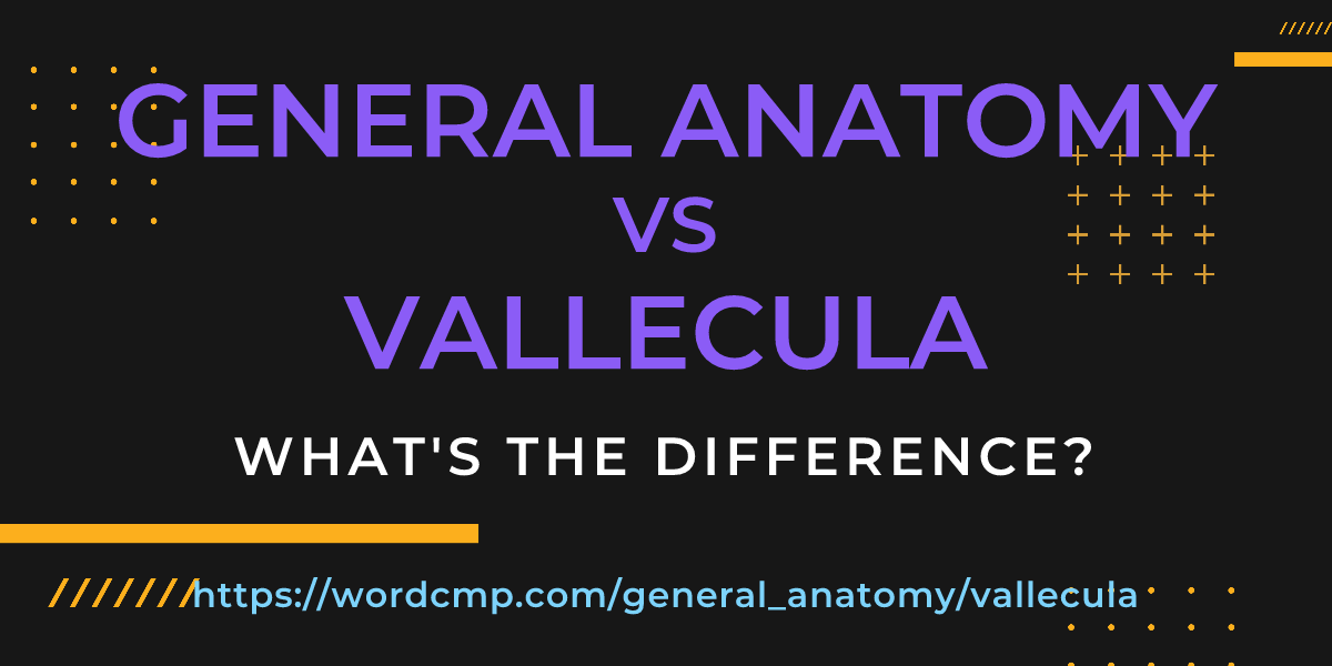 Difference between general anatomy and vallecula