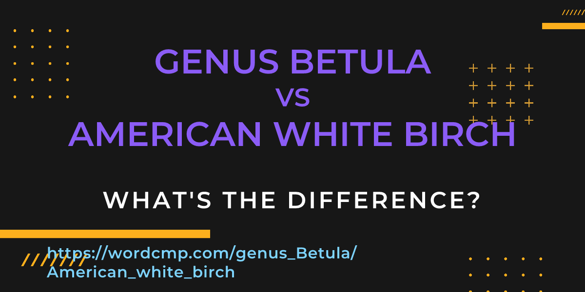 Difference between genus Betula and American white birch