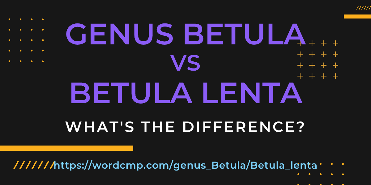 Difference between genus Betula and Betula lenta
