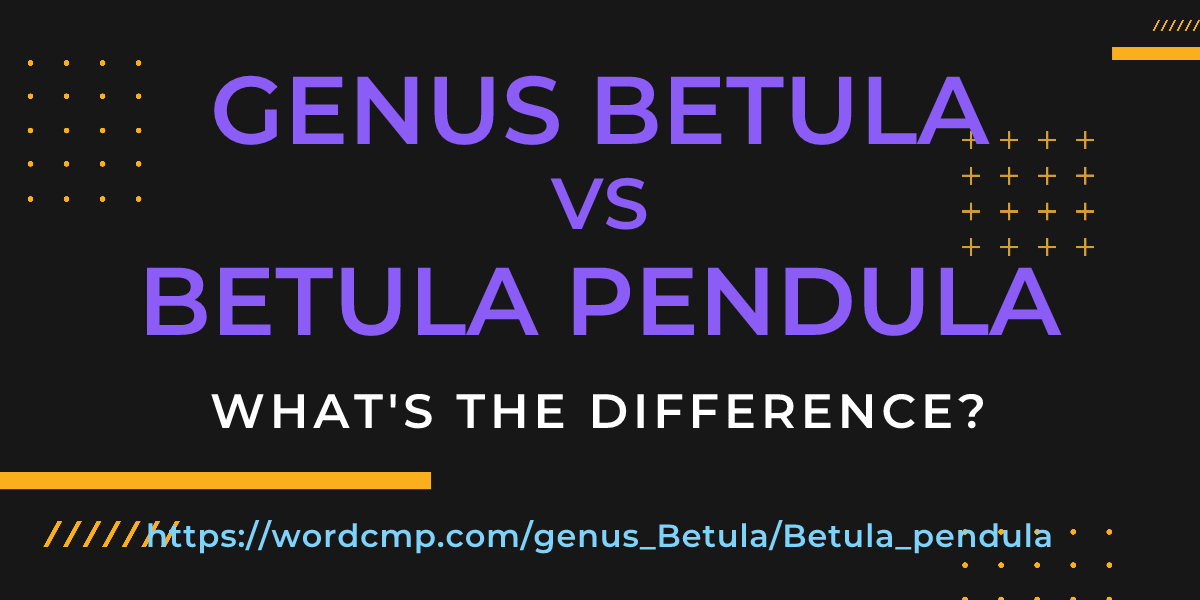 Difference between genus Betula and Betula pendula