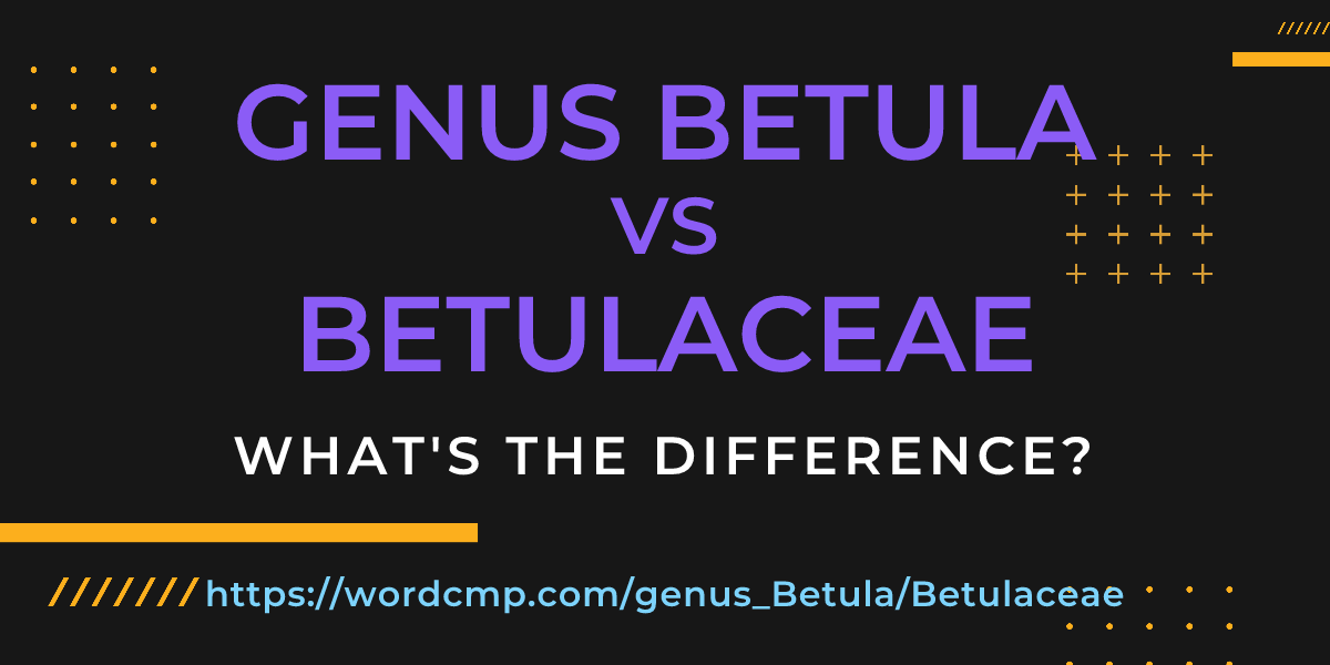 Difference between genus Betula and Betulaceae