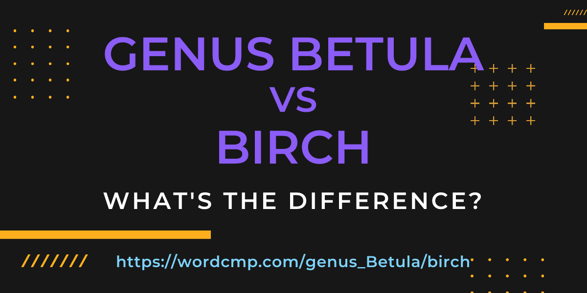 Difference between genus Betula and birch