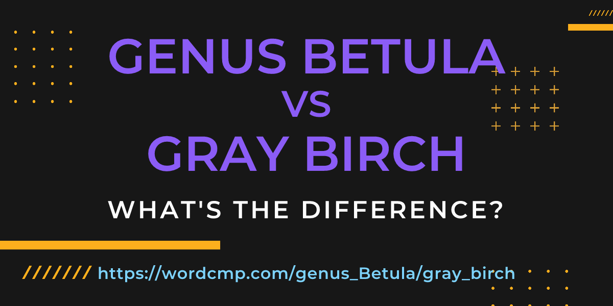 Difference between genus Betula and gray birch