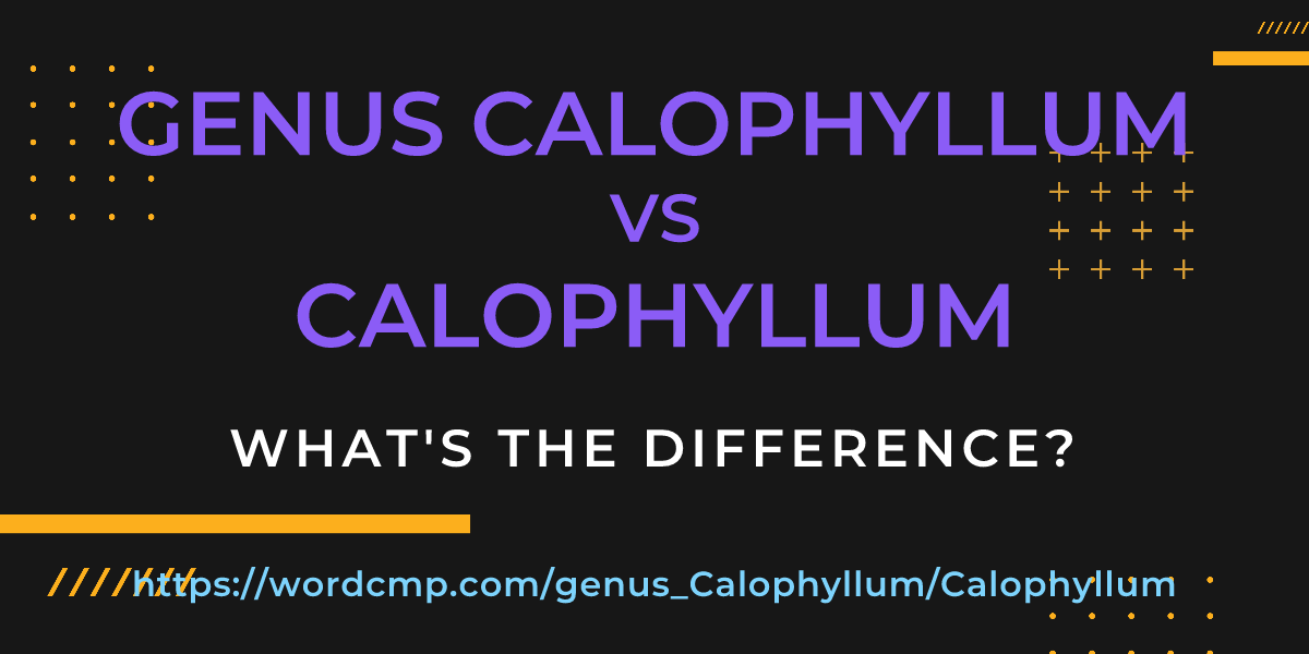 Difference between genus Calophyllum and Calophyllum
