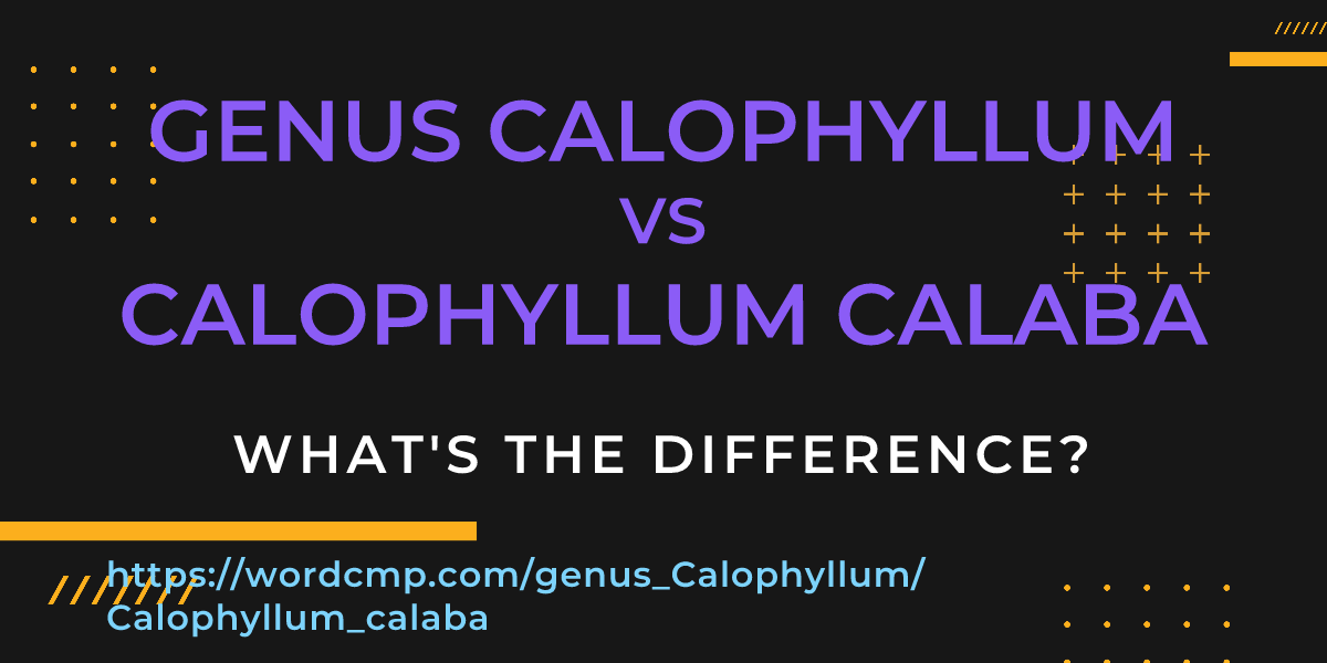 Difference between genus Calophyllum and Calophyllum calaba
